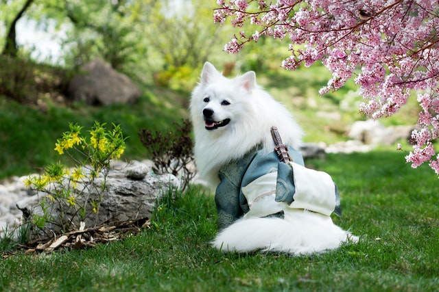 Giống chó Alaskan Malamute: khổng lồ liệu giá có rẻ? 8 pexels yuliya strizhkina 1198802