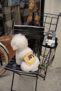 Bĩm Tã Vải Gấu Crush Cho Cún Đực Hiha Pets 6 DSC01726