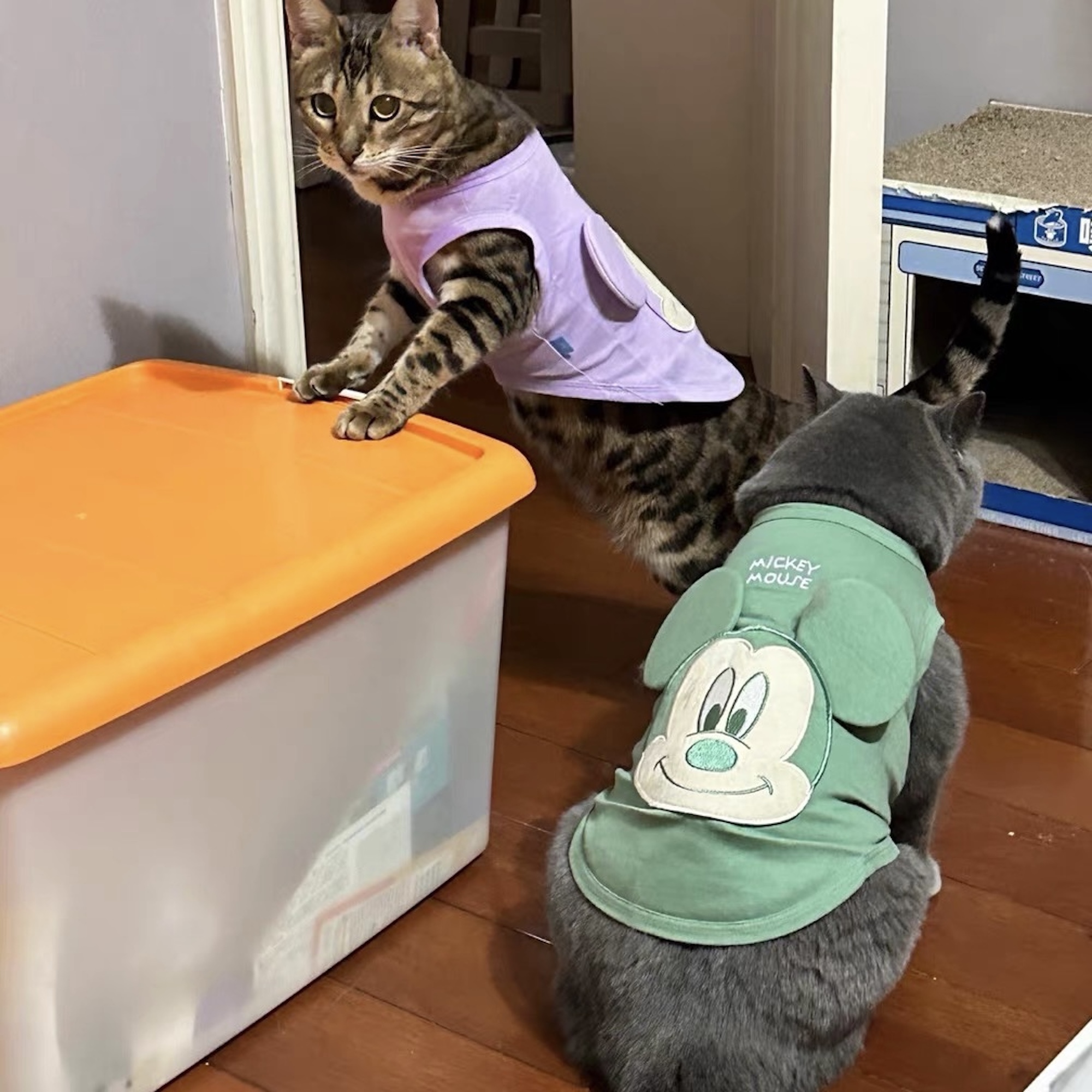 Áo thun Mickey Hiha Pets – Xanh Lá 5 IMG 0850