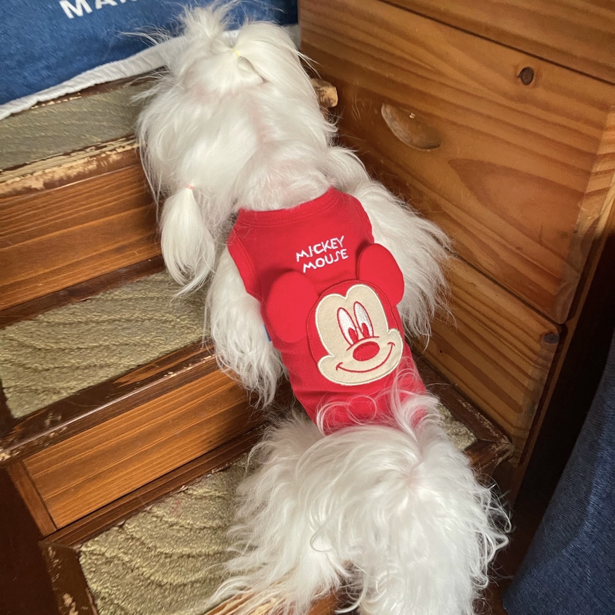 Áo thun Mickey Hiha Pets – Xanh Lá 4 IMG 0885