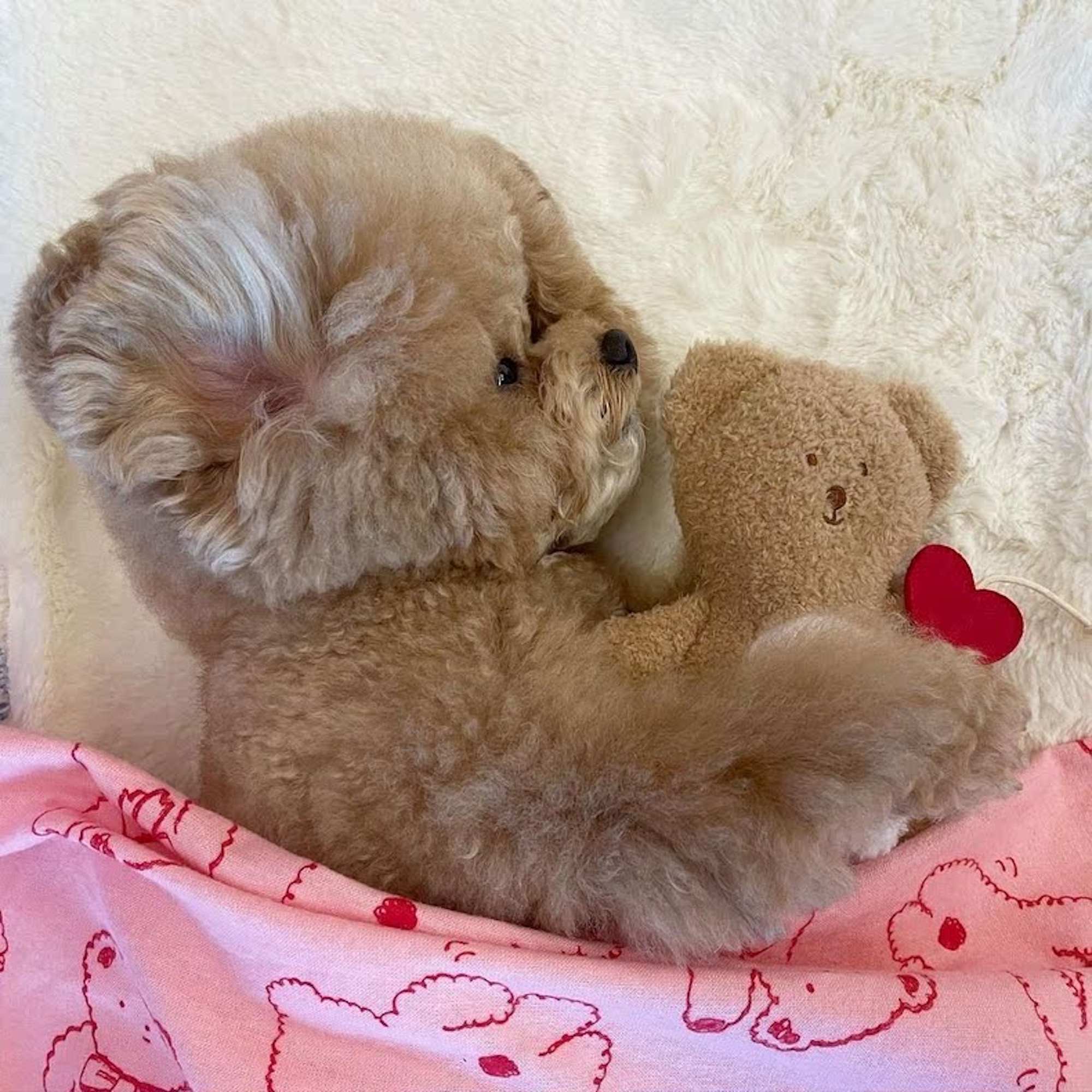 Đồ Chơi Gấu Trái Tim Hiha Pets 4 IMG 5948