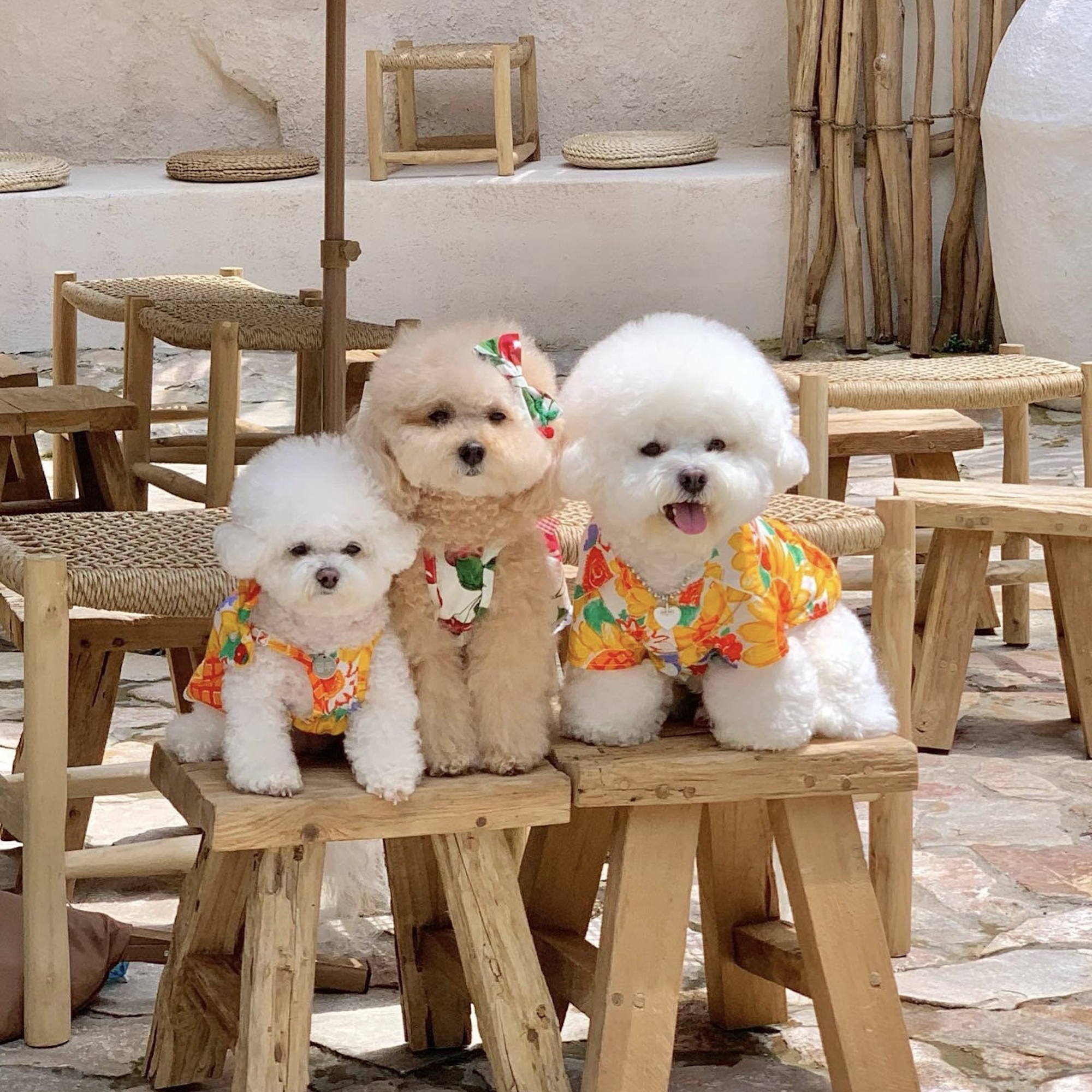 Áo Hoa Mùa Hè Hiha Pets - Sơ Mi 2 IMG 6013