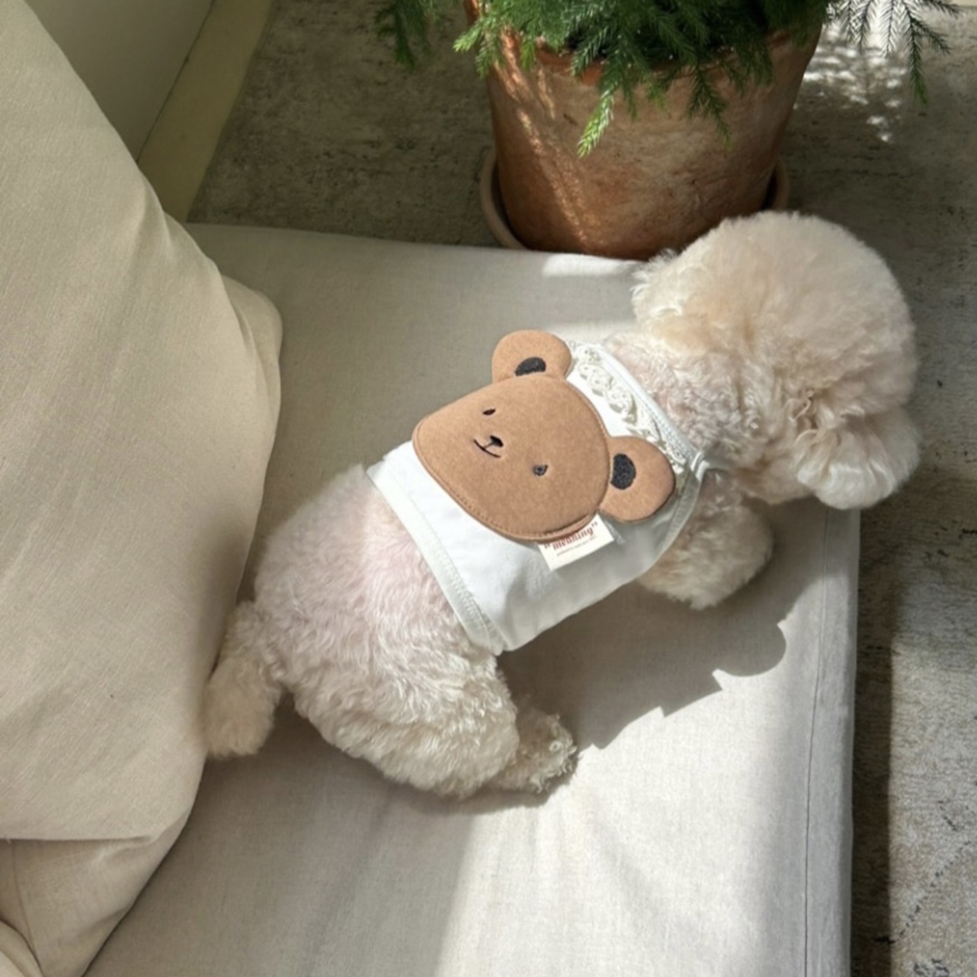 Áo Gấu Gosomi Hai Dây Hiha Pets 3 IMG 6092