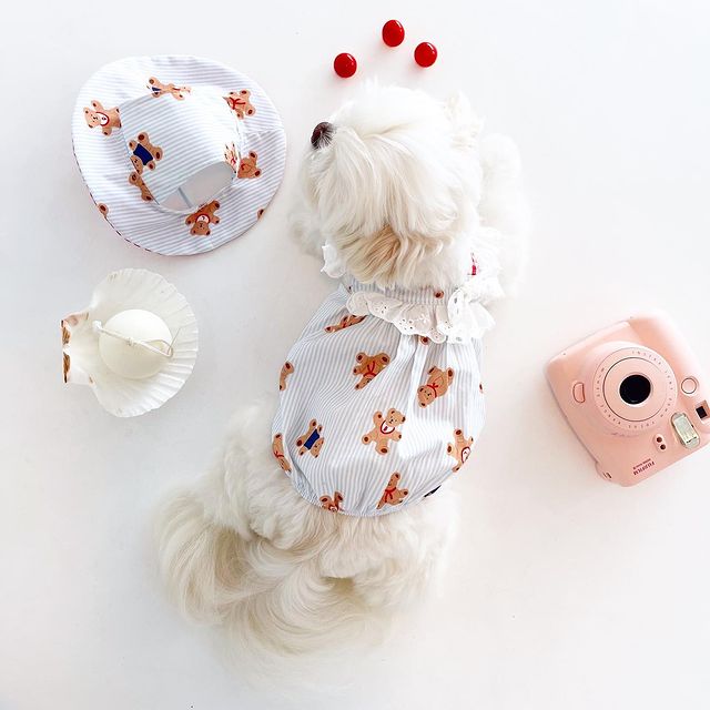 Váy Hai Dây Và Nón Gấu Hiha Pets 2 IMG 8163