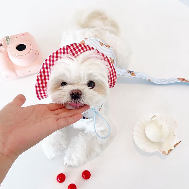 Váy Hai Dây Và Nón Gấu Hiha Pets 5 IMG 8166