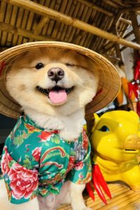 Nón Lá Việt Nam Hiha Pets 9 z5655565163839 a00c12d48aa40d4907807d7769144154