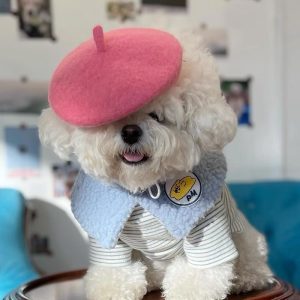 Nón Bánh Tiêu Họa Sĩ Hiha Pets 2 z5655576600167 1be77bdfe5b0a5436d1cffa5b3e3eb18