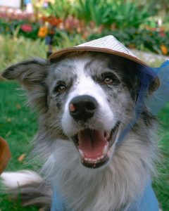 Nón Lá Việt Nam Hiha Pets 7 z5655581081089 9398b7b92b0afd98a5c38e70dc221a02