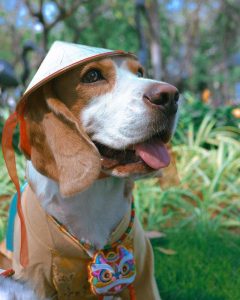 Nón Lá Việt Nam Hiha Pets 8 z5655581083146 3dc94ea7ed44f5cabb9044803df9f31f