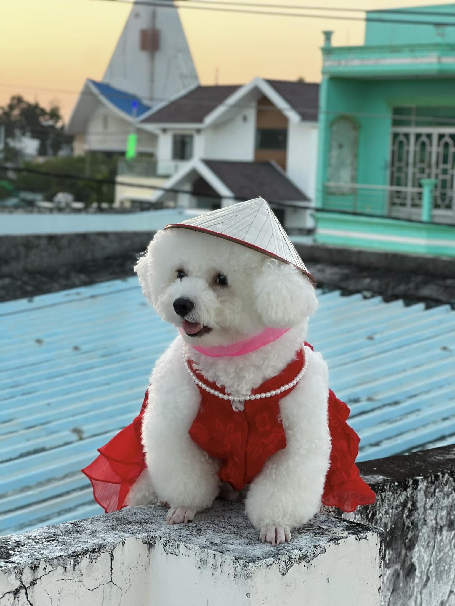 Nón Lá Việt Nam Hiha Pets 11 z5655581086510 24b69e7464e91c83a9f0012b55876374