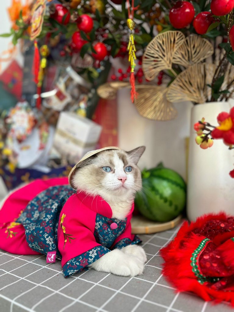 Nón Lá Việt Nam Hiha Pets 4 z5655581086668 7a774d3493eb212d05f9e4754e9c163f