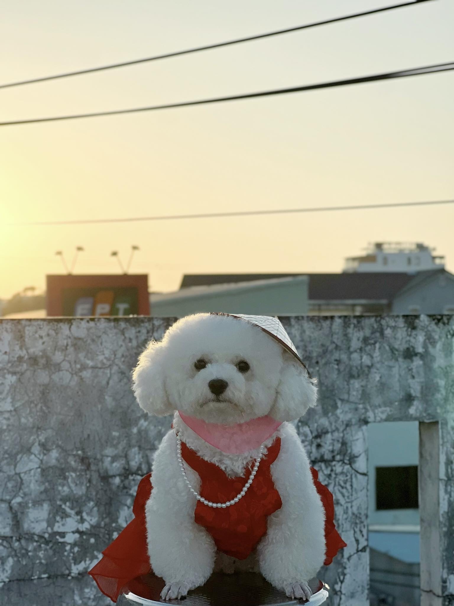 Nón Lá Việt Nam Hiha Pets 12 z5655581087697 0ecc001736ded423d5f1ce140aa1cd8e