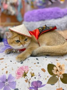 Nón Lá Việt Nam Hiha Pets 3 z5655581098473 89f412779befaef1f40cb37e479a1aba