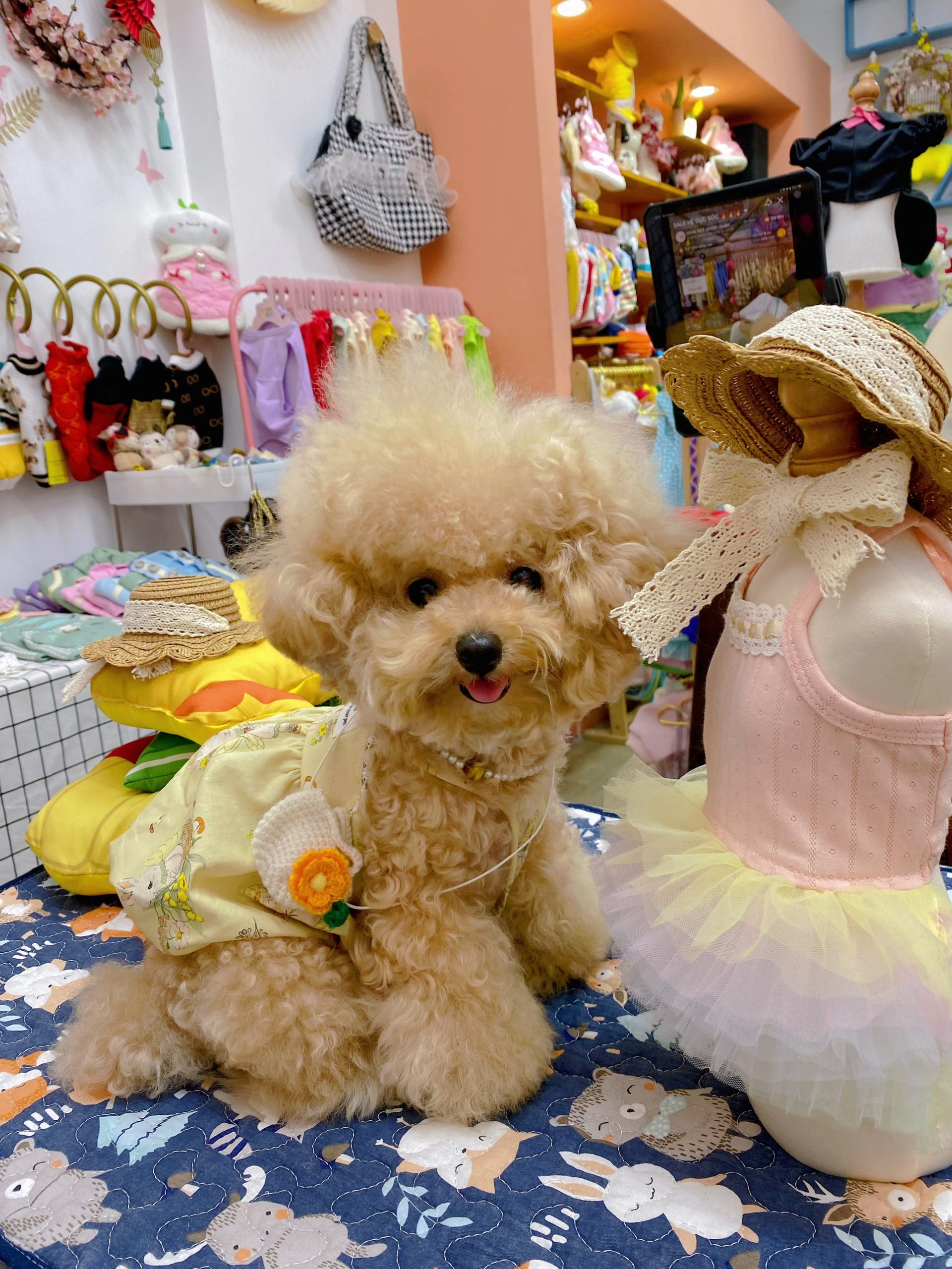 Túi Đeo Chéo Len Hoa Hiha Pets 5 z5655585598673 d44d761ce26bb385e7c5f0cbc8fdabf2 scaled