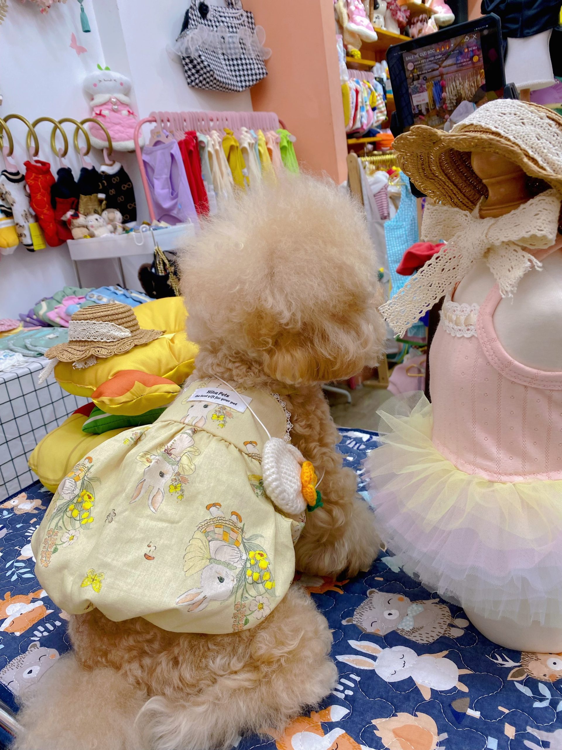 Túi Đeo Chéo Len Hoa Hiha Pets 4 z5655585598904 adbd0ebc5783dd7268f55be017cc11ea scaled